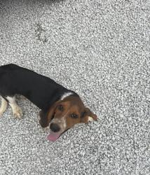Found/Stray Male Dog last seen Nash Rd, Panola County, MS 38606