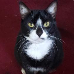 Shelter Stray Female Cat last seen , Animal Care & Control Team of Philly, 111 W Hunting Park Ave, Philadelphia, PA 19140, USA