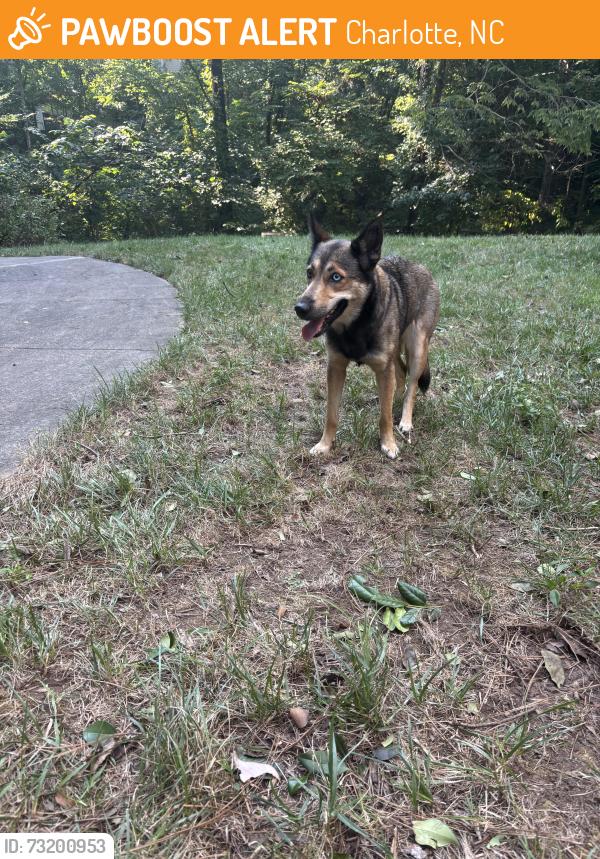 Found/Stray Female Dog last seen Elan at Mallard Creek apmts ran towards Mallard Creek Greenway, Charlotte, NC 28269