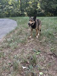 Found/Stray Female Dog last seen Elan at Mallard Creek apmts ran towards Mallard Creek Greenway, Charlotte, NC 28269