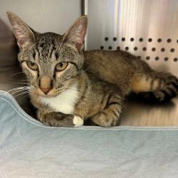 Shelter Stray Male Cat last seen , 3428 S Jenkins Ave, Norman, OK 73072, USA