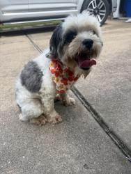 Reunited Female Dog last seen Northfork in Clear Lake, Texas, Houston, TX 77059