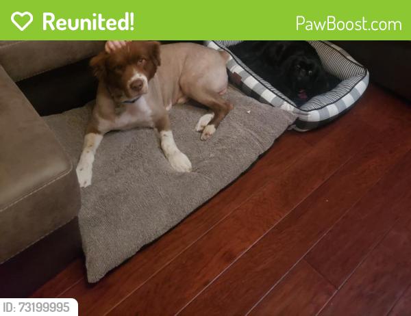 Reunited Male Dog last seen Redondo dr and wisteria way, McKinney, TX 75071