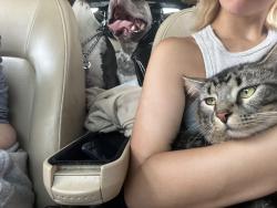 Reunited Male Cat last seen Near valley view rd scenery hill pa 15370, Scenery Hill, PA 15360