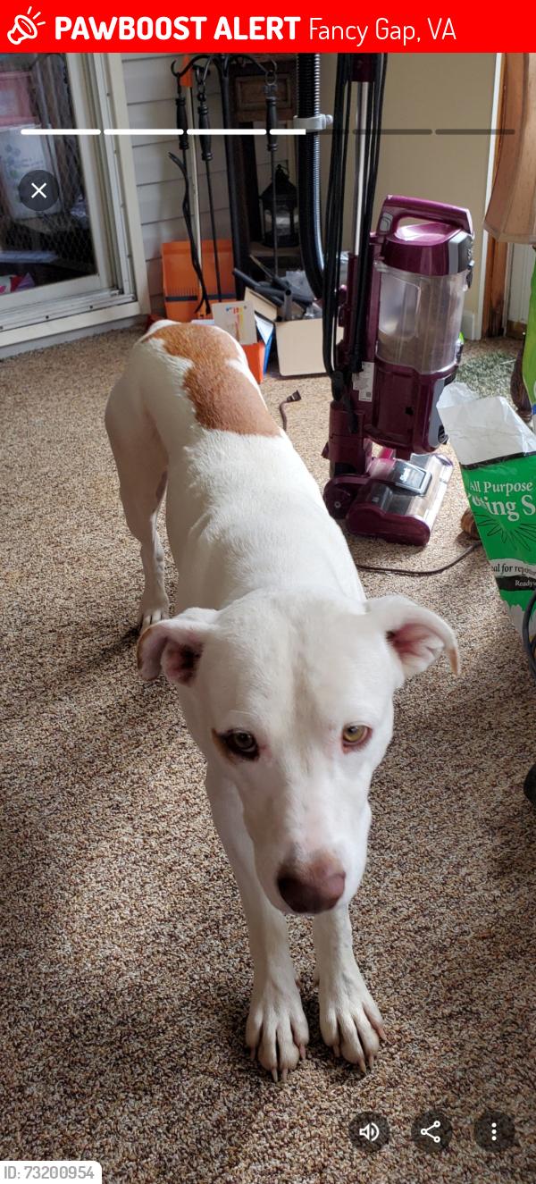 Lost Male Dog last seen Kelly rd. Fancy Gap va, Fancy Gap, VA 24328
