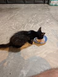 Found/Stray Unknown Cat last seen Creekview Dr, Pensacola, FL 32503