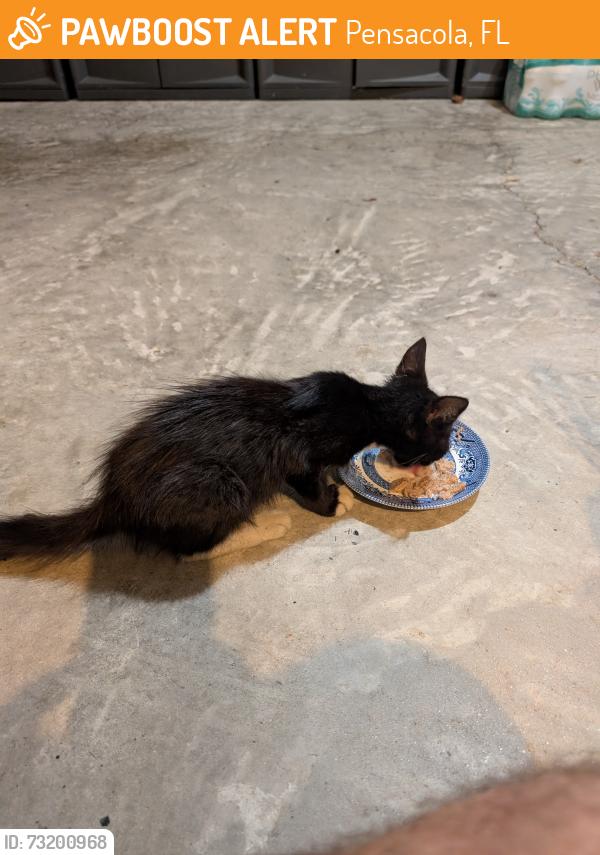Found/Stray Unknown Cat last seen Creekview Dr, Pensacola, FL 32503