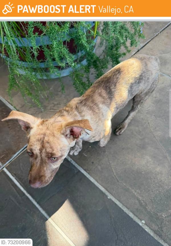 Found/Stray Female Dog last seen Nebraska and so oma blv. Vallejo ca, Vallejo, CA 94590