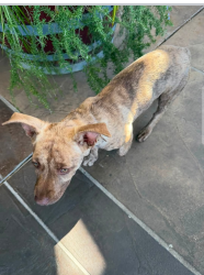 Found/Stray Female Dog last seen Nebraska and so oma blv. Vallejo ca, Vallejo, CA 94590