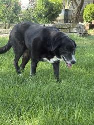 Found/Stray Female Dog last seen State Route 38 and 40 by the airport, London, OH 43140