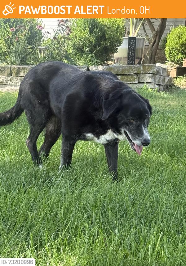 Found/Stray Female Dog last seen State Route 38 and 40 by the airport, London, OH 43140