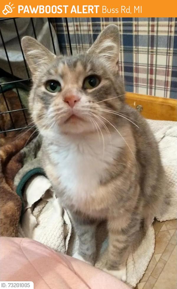 Found/Stray Female Cat last seen Pierce Road, Buss Rd, MI 48158