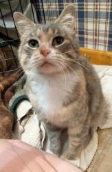 Found/Stray Female Cat last seen Pierce Road, Buss Rd, MI 48158