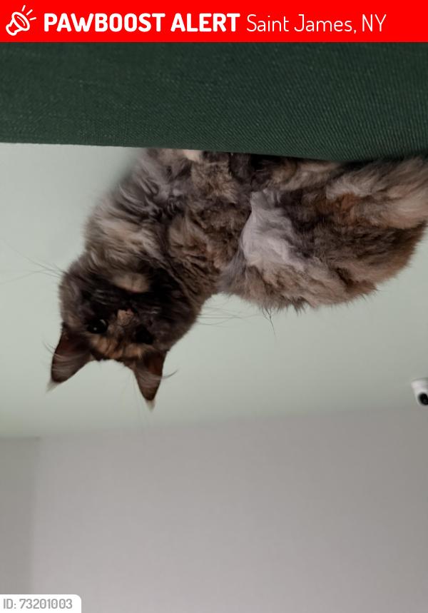 Lost Female Cat last seen 25A and Hillside Ave, Saint James, NY 11780