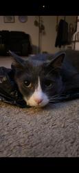 Lost Male Cat last seen 25th street gresham oregon, kelly creek, Gresham, OR 97080