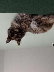 Lost Female Cat last seen 25A and Hillside Ave, Saint James, NY 11780