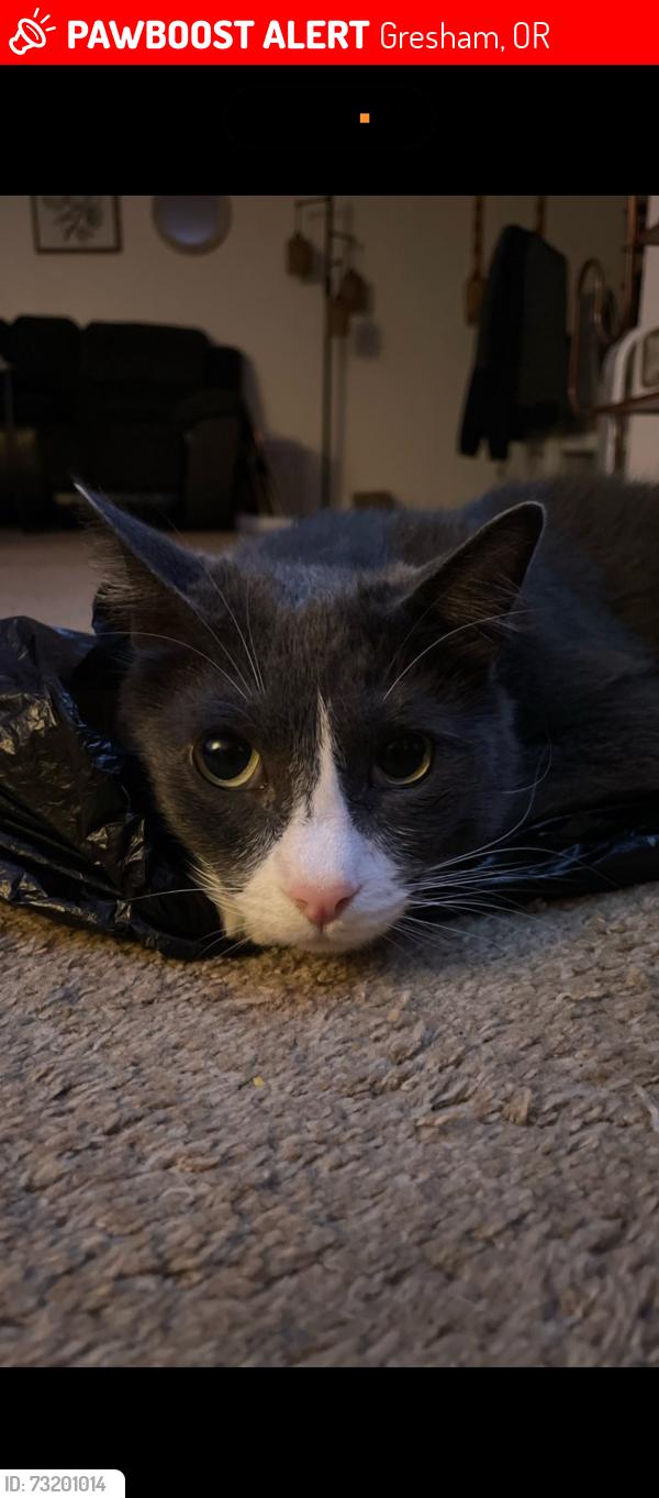Lost Male Cat last seen 25th street gresham oregon, kelly creek, Gresham, OR 97080