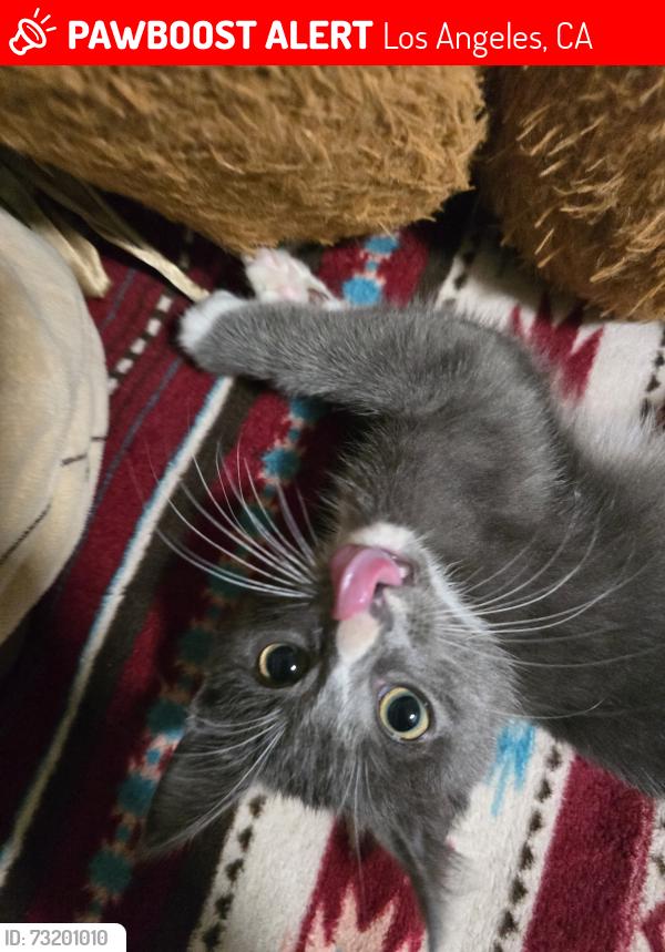 Lost Male Cat last seen South Park 51st, Los Angeles, CA 90011