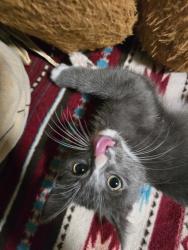 Lost Male Cat last seen South Park 51st, Los Angeles, CA 90011
