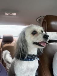 Lost Male Dog last seen Down the hill from the empty park land, Converse, TX 78109