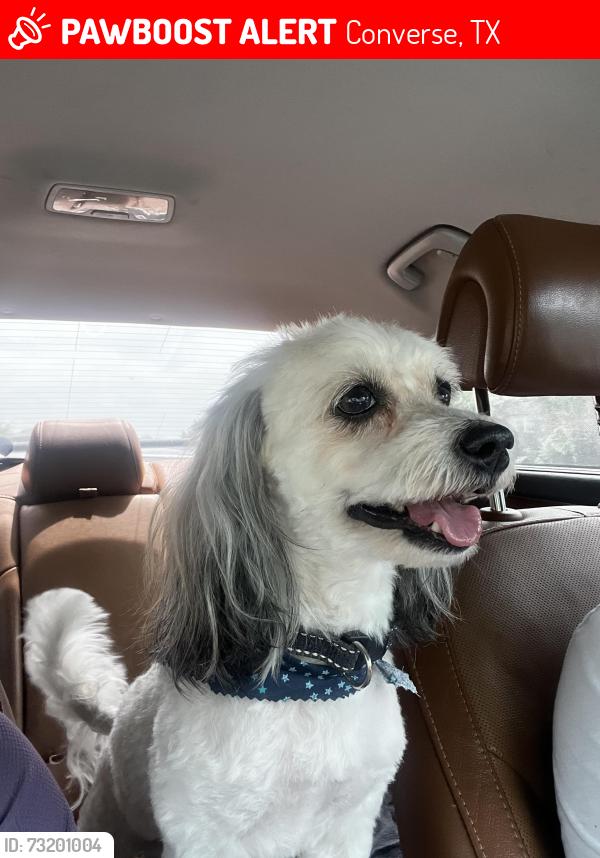 Lost Male Dog last seen Down the hill from the empty park land, Converse, TX 78109