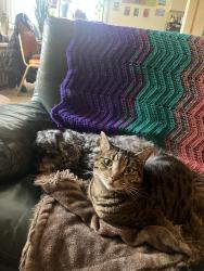 Lost Female Cat last seen South tabor, Portland, OR 97206