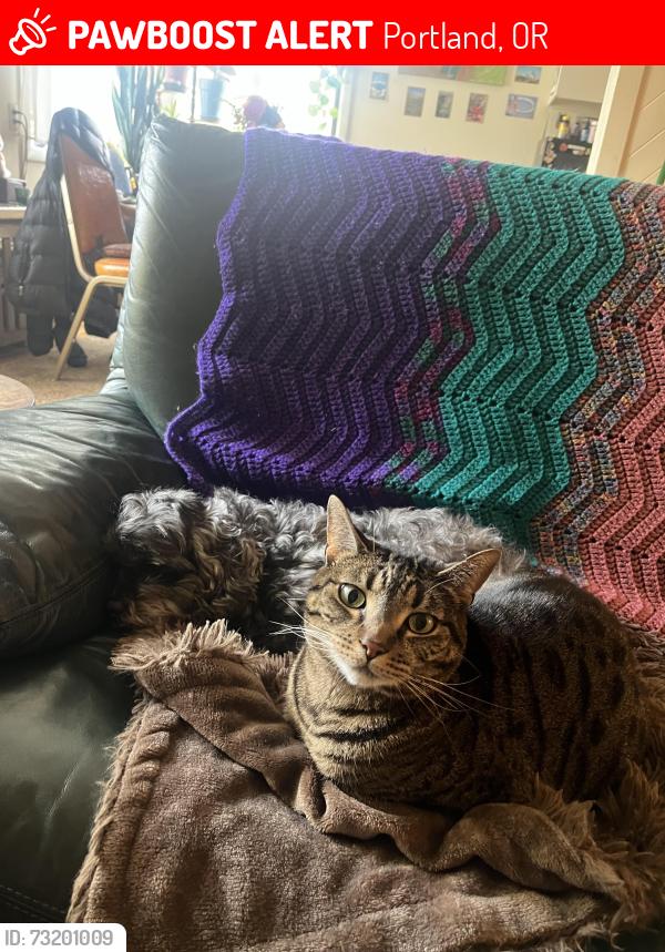 Lost Female Cat last seen South tabor, Portland, OR 97206