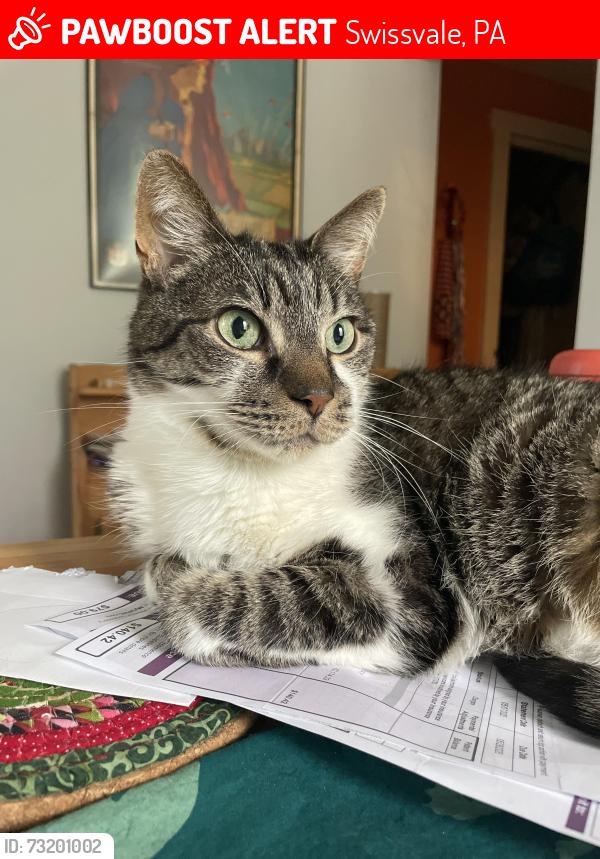 Lost Male Cat last seen Manor Ave near Cheyenne, Swissvale, PA 15218
