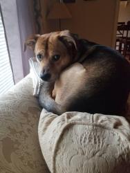 Lost Male Dog last seen Powell Street and McCullers St., Smithfield, NC 27577