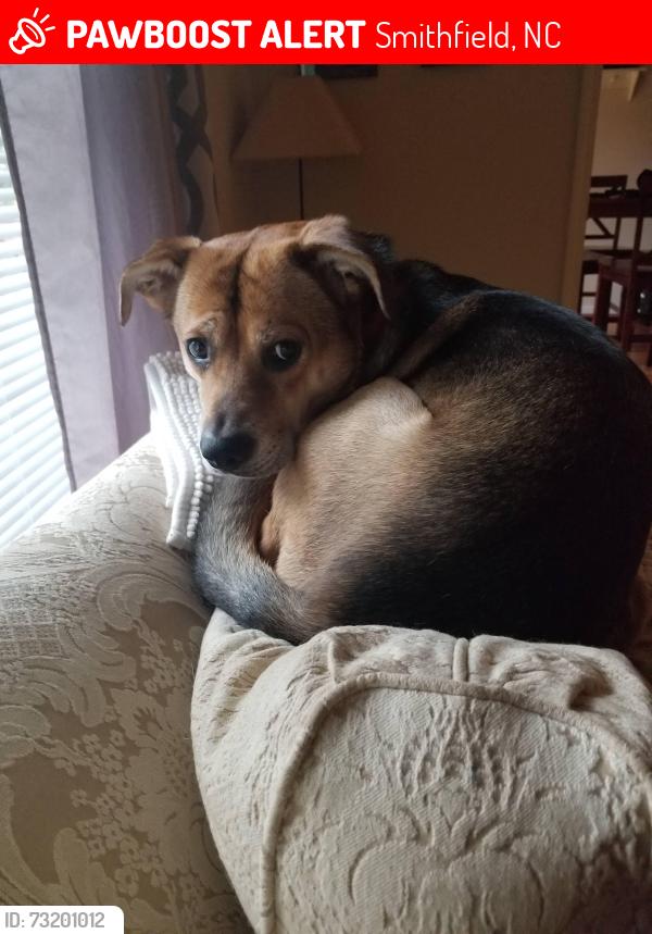 Lost Male Dog last seen Powell Street and McCullers St., Smithfield, NC 27577