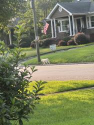 Found/Stray Unknown Dog last seen Tolbert Park, Rome, GA 30165