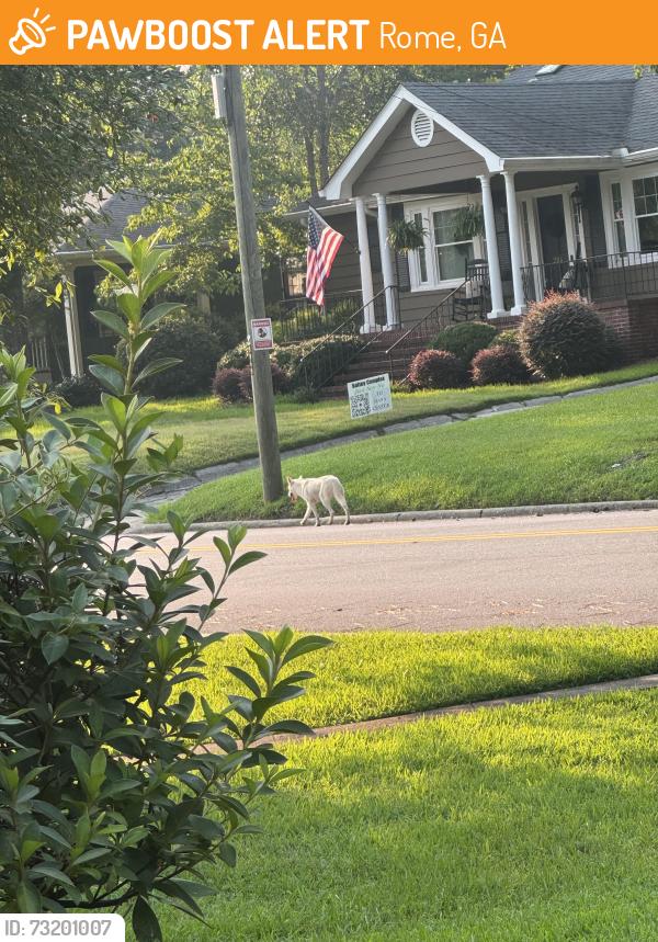 Found/Stray Unknown Dog last seen Tolbert Park, Rome, GA 30165