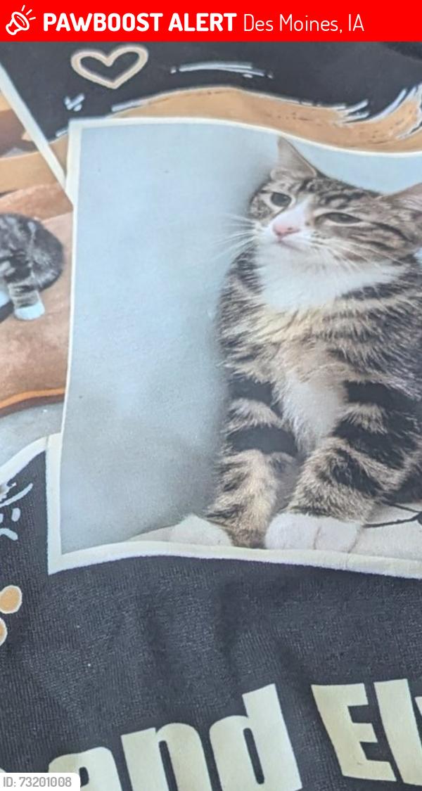 Lost Male Cat last seen Dead in street, Des Moines, IA 50317