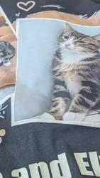 Lost Male Cat last seen Dead in street, Des Moines, IA 50317