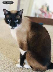 Reunited Male Cat last seen Broadhead ct, Johnston County, NC 27501