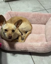Reunited Female Dog last seen 81/2 e, Fortuna Foothills, AZ 85367
