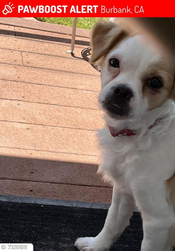 Found/Stray Male Dog last seen Hollywood Way & Glenoaks, Burbank, CA 91504