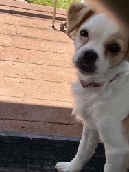 Found/Stray Male Dog last seen Hollywood Way & Glenoaks, Burbank, CA 91504
