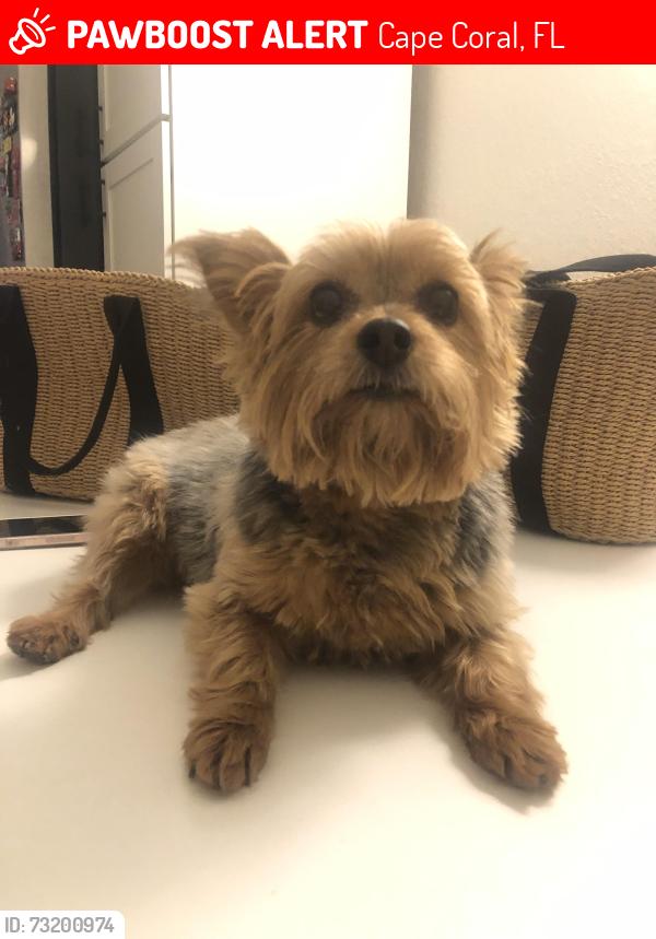Lost Female Dog last seen NW 4 PL and 3Terrace Cape Coral Fl, Cape Coral, FL 33993