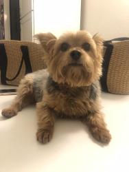 Lost Female Dog last seen NW 4 PL and 3Terrace Cape Coral Fl, Cape Coral, FL 33993