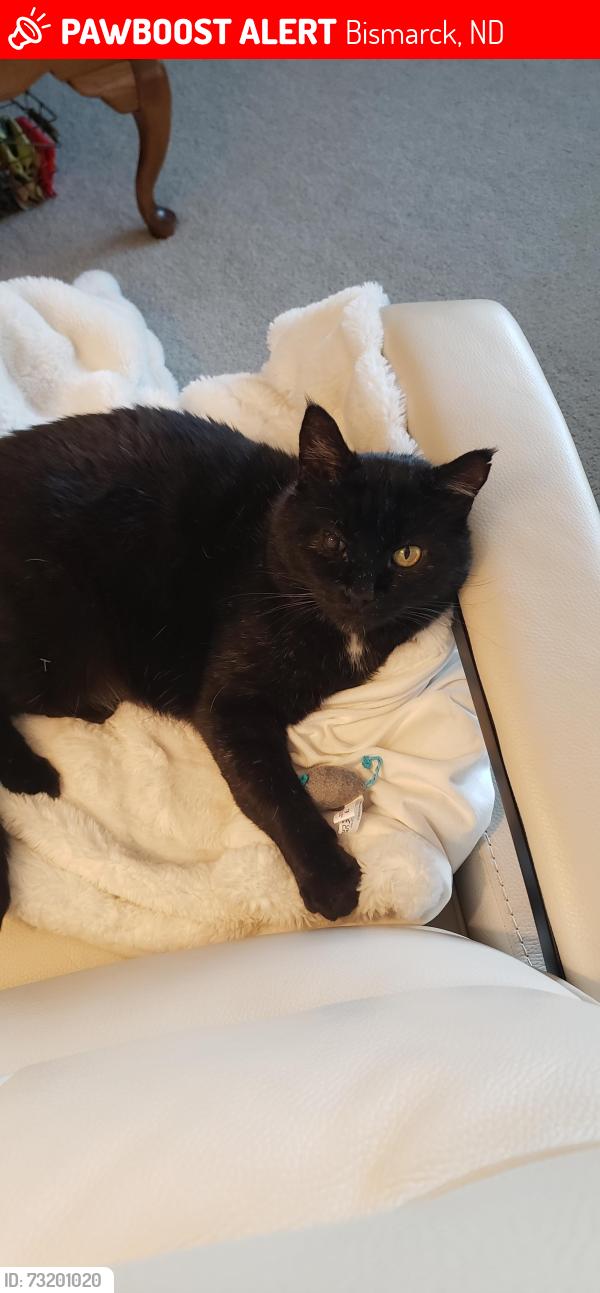 Lost Male Cat last seen Between Washington Street and the capital., Bismarck, ND 58501