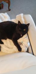 Lost Male Cat last seen Between Washington Street and the capital., Bismarck, ND 58501