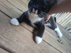 Found/Stray Male Cat last seen Troutman nc, Troutman, NC 28166