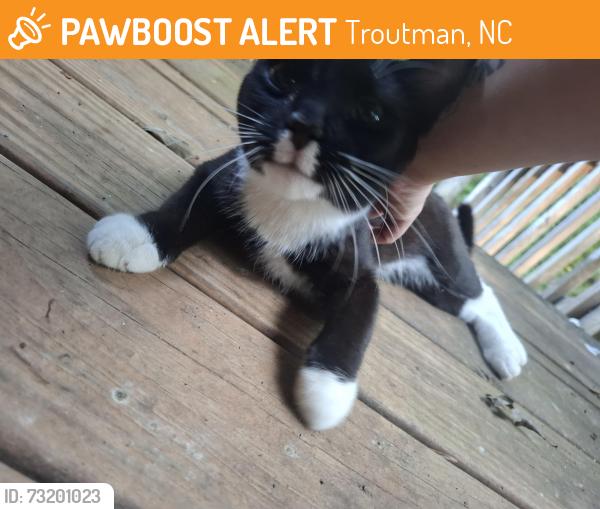 Found/Stray Male Cat last seen Troutman nc, Troutman, NC 28166