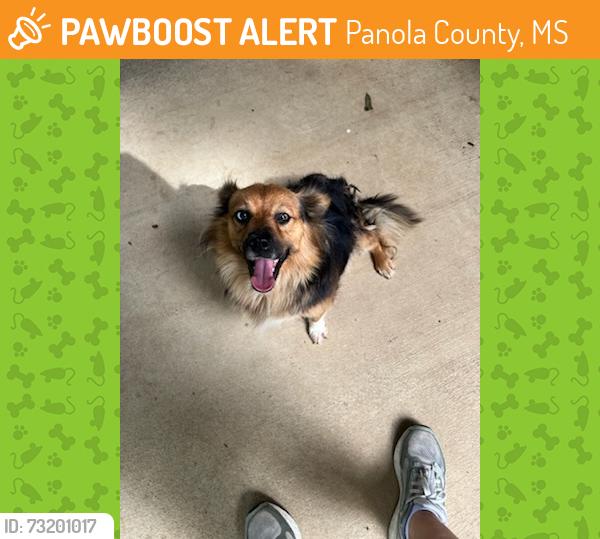 Found/Stray Female Dog last seen Central Academy Rd, Panola County, MS 38606