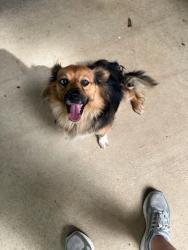 Found/Stray Female Dog last seen Central Academy Rd, Panola County, MS 38606