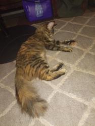 Lost Male Cat last seen Terminal Rd, Deen Rd, Neches St, Fort Worth, TX 76106