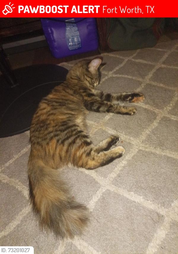Lost Male Cat last seen Terminal Rd, Deen Rd, Neches St, Fort Worth, TX 76106