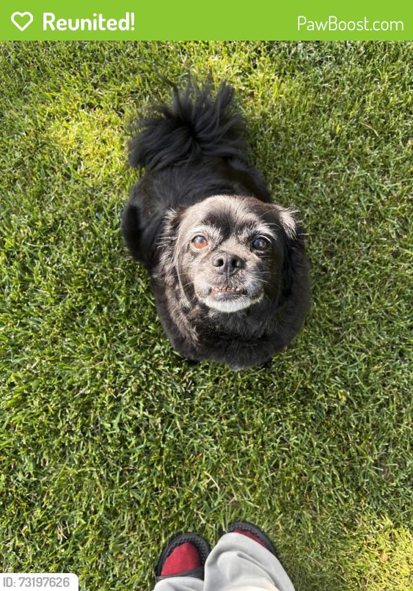 Reunited Male Dog last seen Hillview crescent, Edmonton, AB 