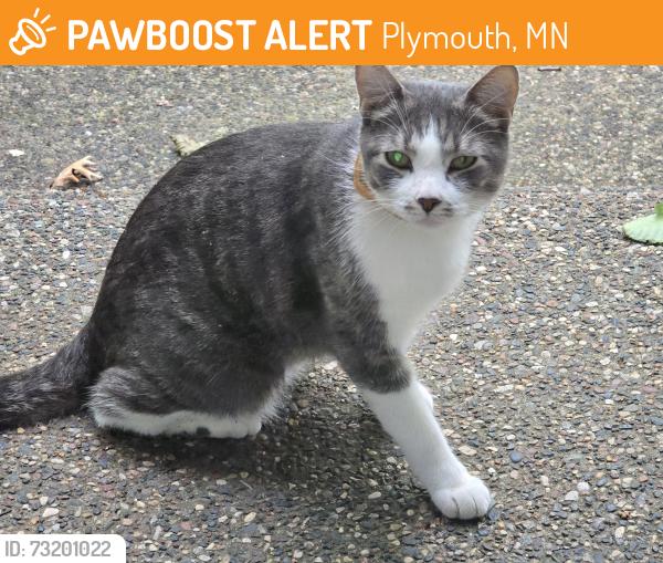 Found/Stray Unknown Cat last seen Front steps 305 Sycamore Lane, Plymouth, MN 55441